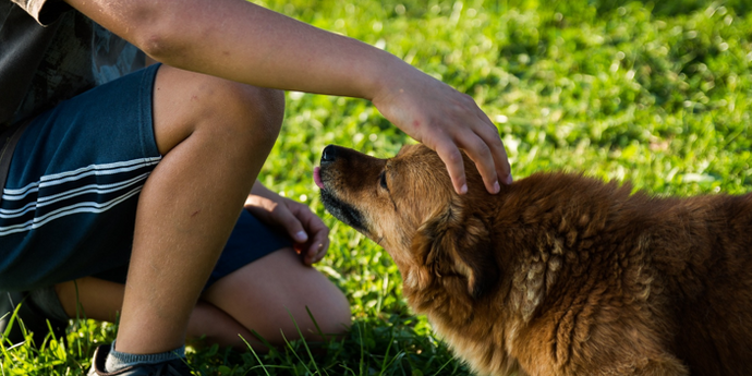 Human Behaviors that You Should Not Do to Dogs