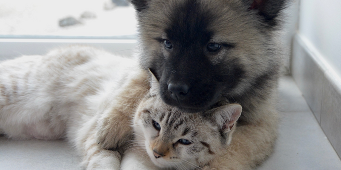 8 Tips to Let Your Cat and Dog Live Peacefully