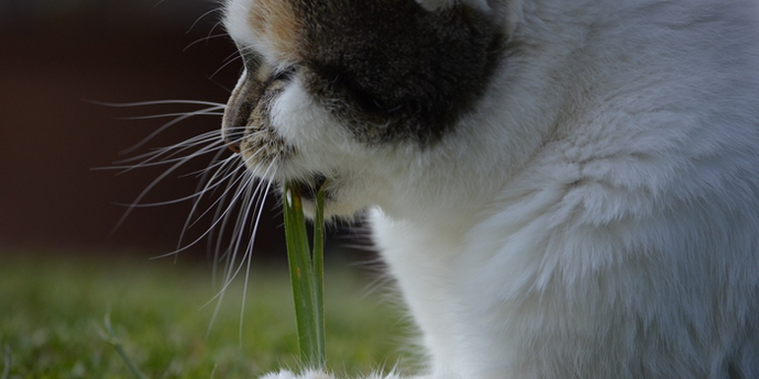 The Curious Case of Cats Eating Grass: Should We Encourage or Discourage It?