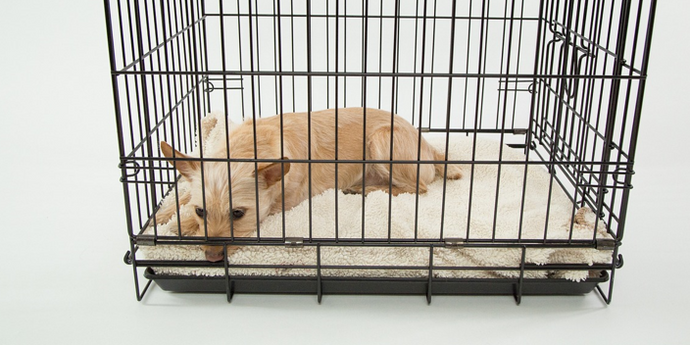 Understanding The Challenges of Crate Training A Puppy & Overcoming Them