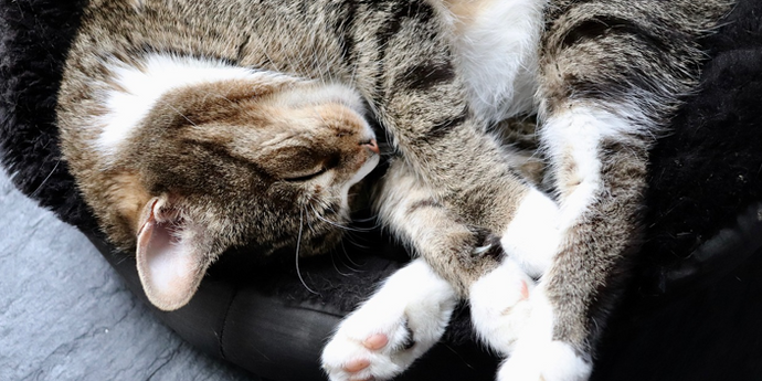 Unraveling the Mystery of Cat Sleeping