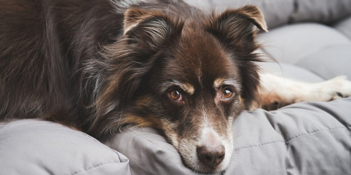 Understanding Common Fur Problems in Dogs: Causes and Solutions
