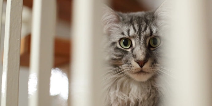 Unlocking the Enigma of Indoor Cats: Why They Guard, Block, and Perch