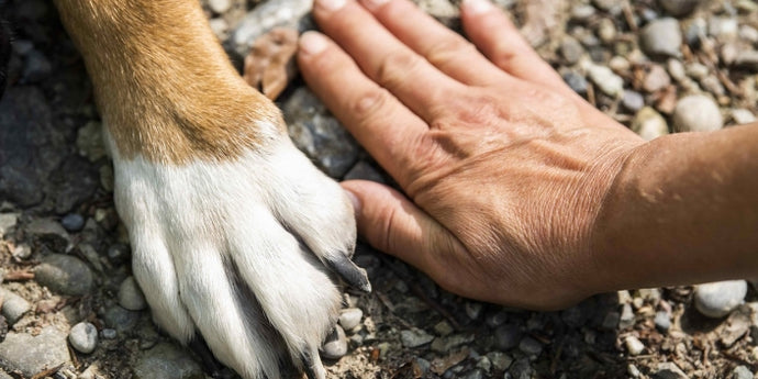 Understanding and Caring for Your Canine Companion's Paws