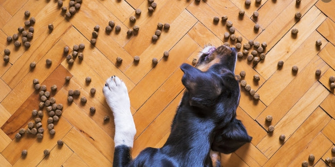 How to Slow Down Your Dog if He Eats too Fast from His Food Bowl?