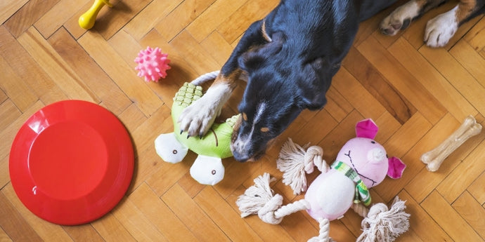 How Often Do You Usually Clean Your Pet's Toys?