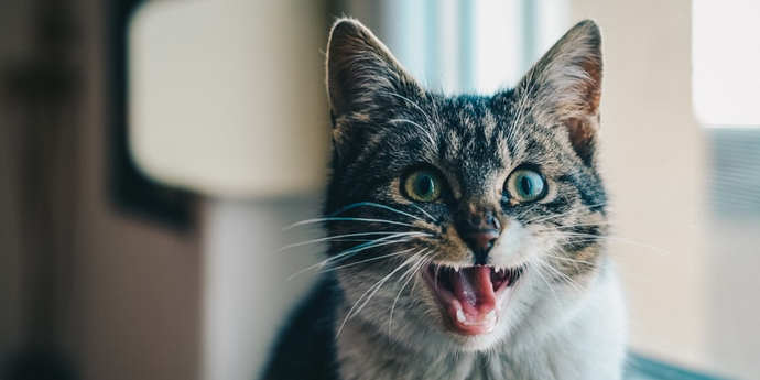 Why Does Your Cat Meow So Much?