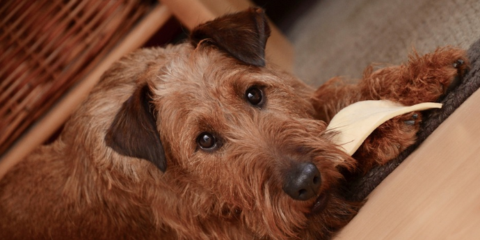 15 Ways You Are Hurting Your Dog Without Even Knowing It