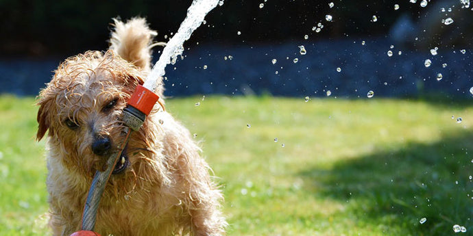 8 Tips for Your Dog in Hot Summer