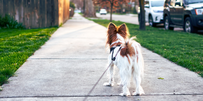 Tipps zum Gassigehen mit Hunden: Was man beim Gassigehen NICHT tun sollte