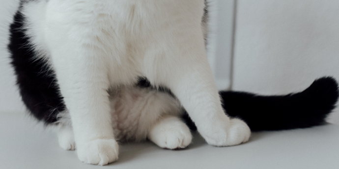 Pourquoi les chats ont-ils des poches primordiales ?