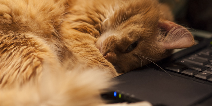 Why Does Your Cat Always Bother You When You’re Busy At Work?