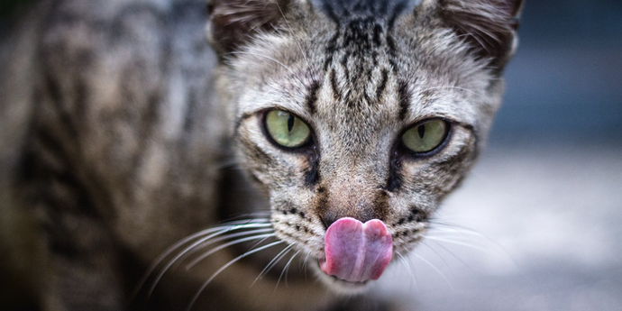How Much Do You Know About A Cat's Tongue?