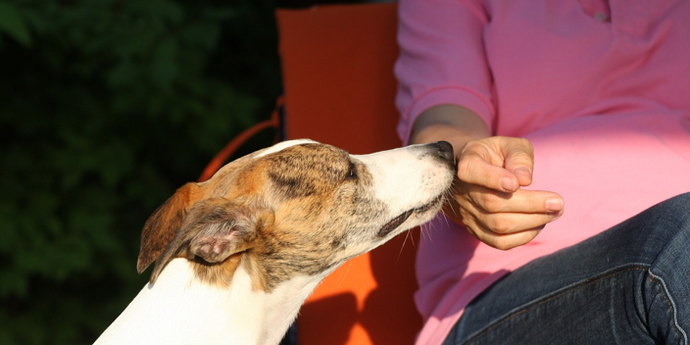 Nurturing the Bond: Social Distancing with Your Dog
