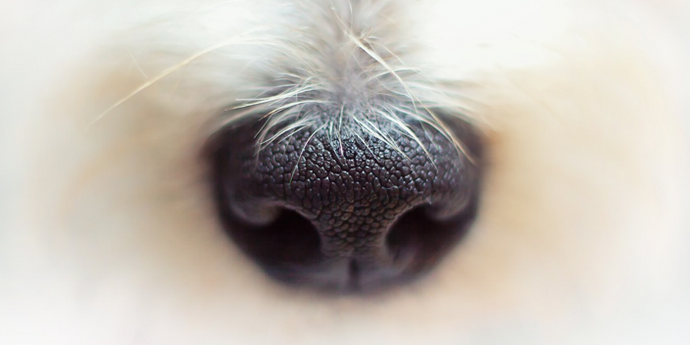 Beyond Sniffing: Something You Don't Know About Dog Nose
