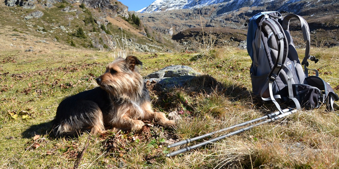 Backpacking with Dogs: Tips and Skills for the Perfect Adventure