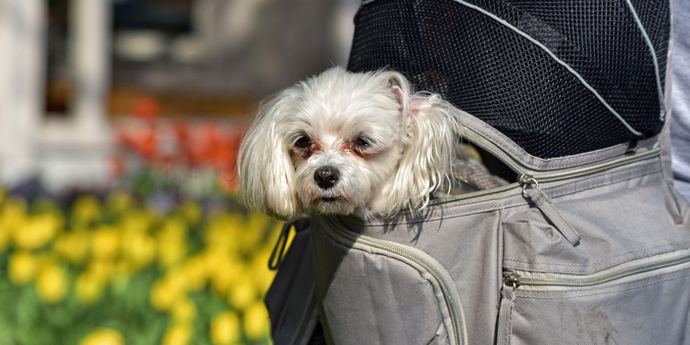 Finding the Perfect Pet Carrier for Your Furry Friend