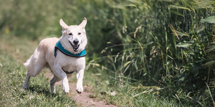 Unleashing Happiness: Embracing the Whiskers or Wagging Tails?