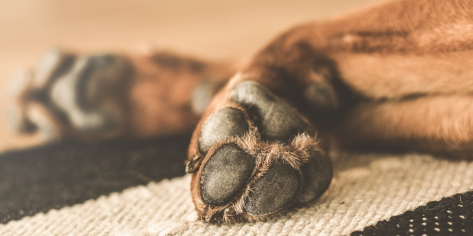 Unveiling the Enigma: Surprising Secrets of Dog Paws