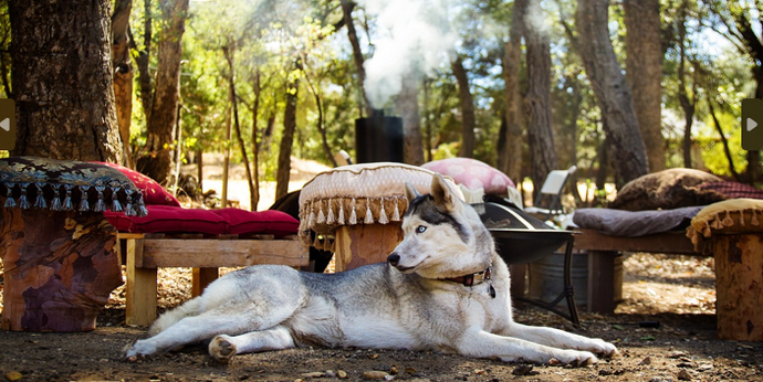 Expert Tips for Camping with Your Dog