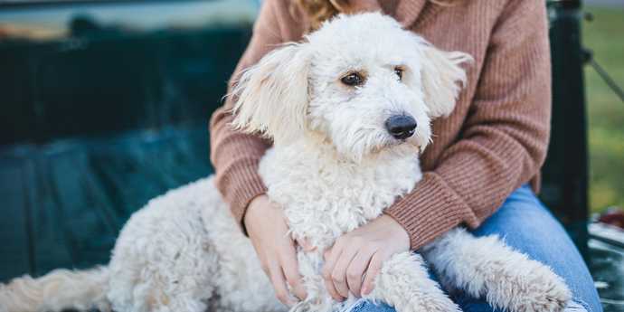 Recognizing Pet Anxiety: Help Your Furry Friend Feel Calm and Happy