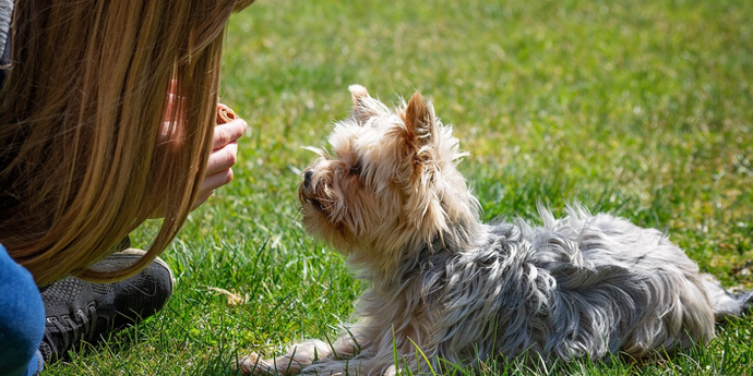 Navigating Public Spaces with Your Pet: A Guide to Pet Etiquette