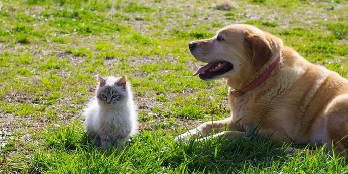 Wagging Tails or Purring Whiskers: A Playful Comparison of Dog and Cat Ownership