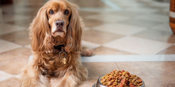 Nourishing Tails: A Deep Dive into Pet Nutrition and Diet