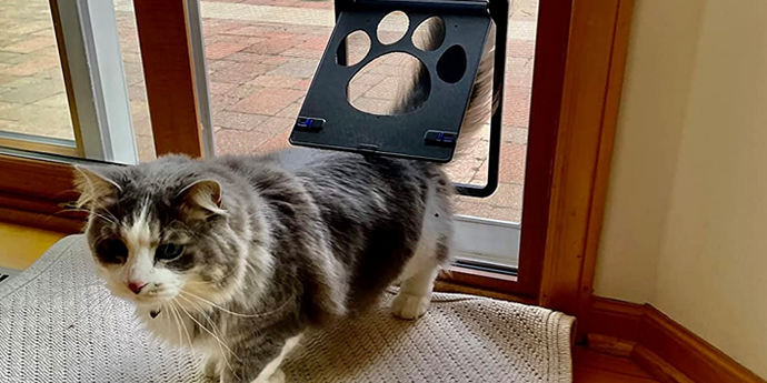 Teaching Your Dog or Cat to Use a Pet Door