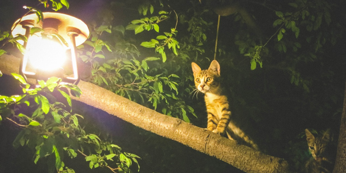 Why Are Cats So Energetic at Night ?