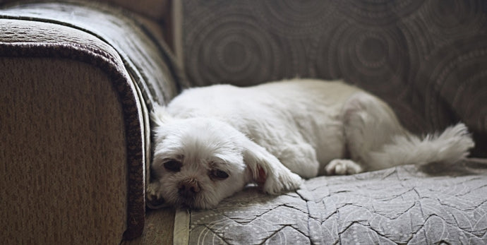 Caring for Your Senior Pet: Special Considerations for Their Golden Years