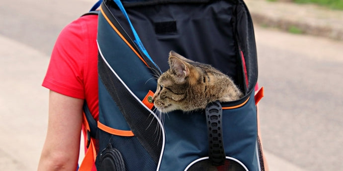 How to Safely Get Your Cat into Carriers or Backpacks