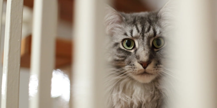 Unlocking the Enigma of Indoor Cats: Why They Guard, Block, and Perch ...