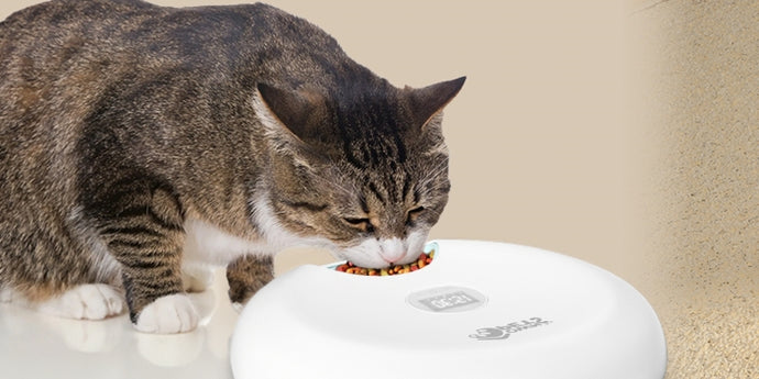 Selecting the Perfect Pet Feeder for Your Pet