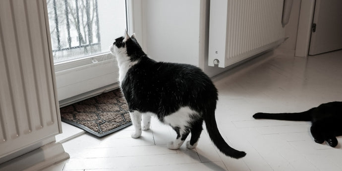 Understanding Your Cat's Routine and Exercise Needs