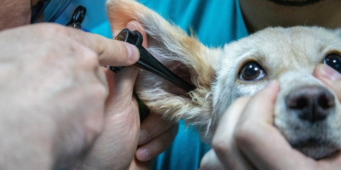 The Importance of Regular Vet Check-ups for Your Pet's Health