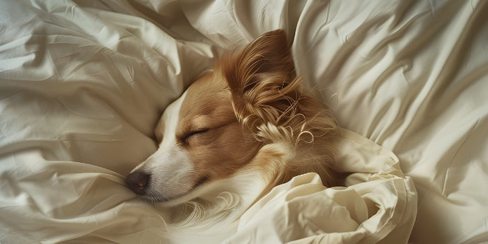 Should You Share Your Bed with Your Dog?