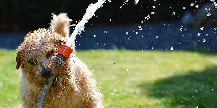 Keeping Your Pet Cool: A Guide to Surviving Extreme Summer Heat