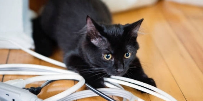 Why Do Cats Bite  and Chew on Lines?