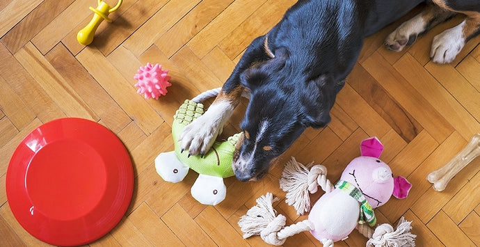 Buying Dog Toys: What You Need to Consider