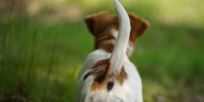 The Fascinating World of Dog Tails: Fun Facts and Insights