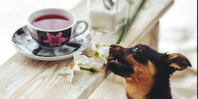 Why Do Pets Love Drinking Water from Their Owners' Cups?