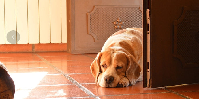 Caring for a Senior Dog That Can’t Walk on Its Own