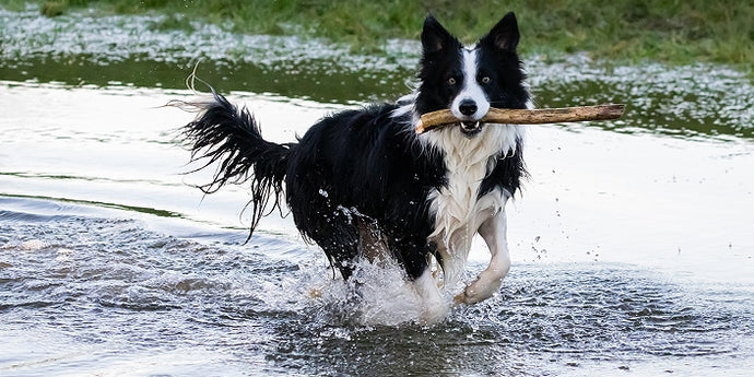 Border Collie: What Makes Them Different & What to Consider Before Owning One