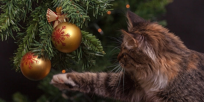 Make This Christmas Special for Your Pets: Gift Ideas for Every Pet Lover