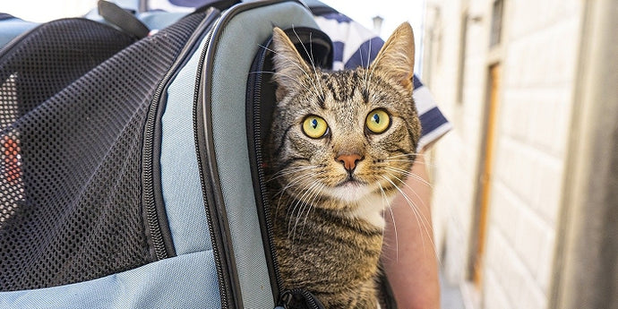 Traveling with Pets During the Holiday Season: What You Need to Know