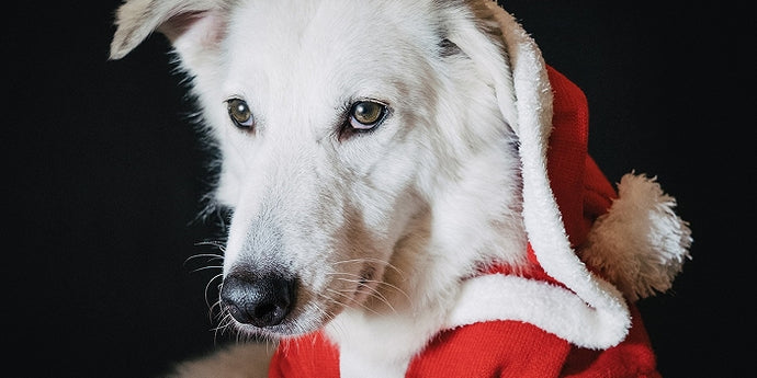 Spending Christmas Holiday with Pets: Creating Joyful Memories