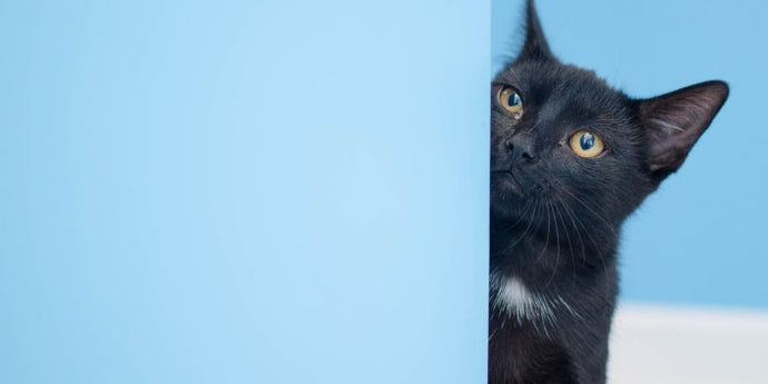 Why Does Your Cat Lick Walls? Understanding This Quirky Behavior