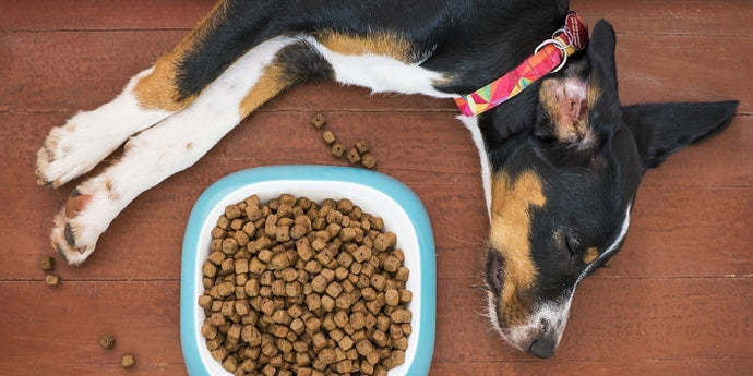 A Dog’s Good Health Starts in the Bowl: Why the Right Nutrition Matters