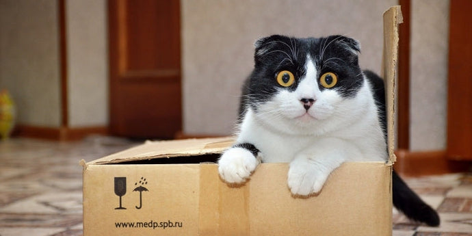 Why Do Cats Run Like Crazy After They Pee or Poop? The Real Story Behind the “Poop Zoomies”